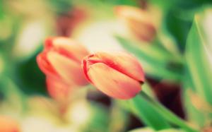 Red tulip macro wallpaper thumb