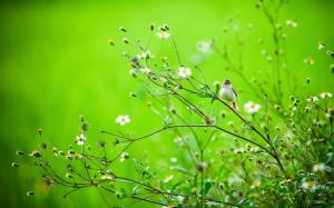 Summer bird in the grass, green background wallpaper thumb