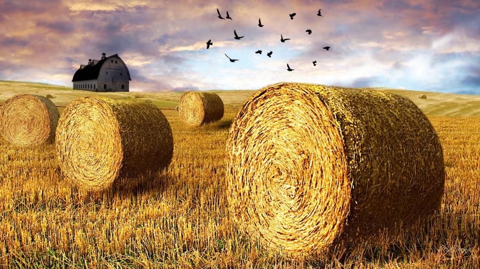 Time To Hay wallpaper,firefox persona HD wallpaper,harvest HD wallpaper,fall HD wallpaper,barn HD wallpaper,field HD wallpaper,country HD wallpaper,birds HD wallpaper,farm HD wallpaper,bales HD wallpaper,summer HD wallpaper,autumn HD wallpaper,1920x1080 wallpaper