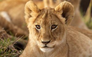 Animal portrait, lion cub, face, look wallpaper thumb