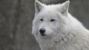 White wolf close-up, face, portrait wallpaper thumb