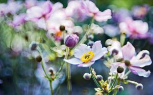 Flowers macro, anemones blurring focus photo wallpaper thumb
