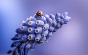 Grape hyacinth flowers, ladybug, blue wallpaper thumb