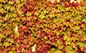 Many leaves on the wall, vine, colors wallpaper thumb