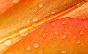 Rain Drops on Orange Leaf wallpaper thumb