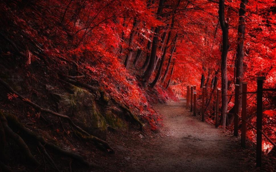 Landscape, Nature, Fall, Red, Path, Fence, Forest, Trees, Roots wallpaper,landscape wallpaper,nature wallpaper,fall wallpaper,red wallpaper,path wallpaper,fence wallpaper,forest wallpaper,trees wallpaper,roots wallpaper,1300x812 wallpaper