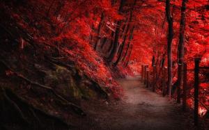 Landscape, Nature, Fall, Red, Path, Fence, Forest, Trees, Roots wallpaper thumb