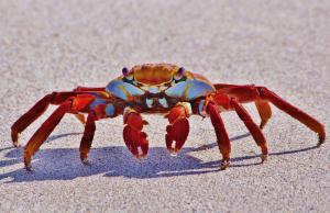 Crab in Sand wallpaper thumb