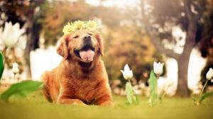 Golden Retrievers, Dog, Puppy, Flowers, Nature wallpaper thumb