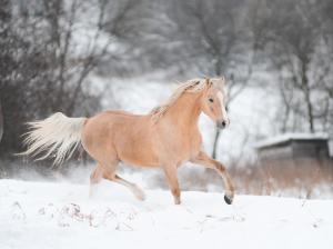 Horse running in winter wallpaper thumb