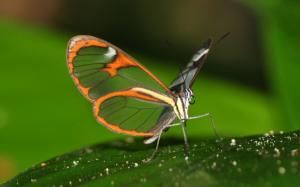 Beautiful Butterfly on Leaf wallpaper thumb