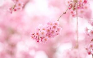 Pink cherry flowers wallpaper thumb