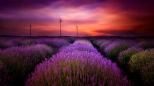 Sunset, sky, clouds, lavender, purple, flowers, landscape, photography wallpaper thumb