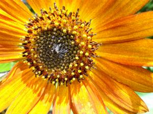 Light Sunflower HD wallpaper thumb