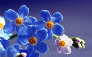 Blue Forget Me Not Flower wallpaper thumb