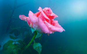 One pink rose flower, water drops wallpaper thumb