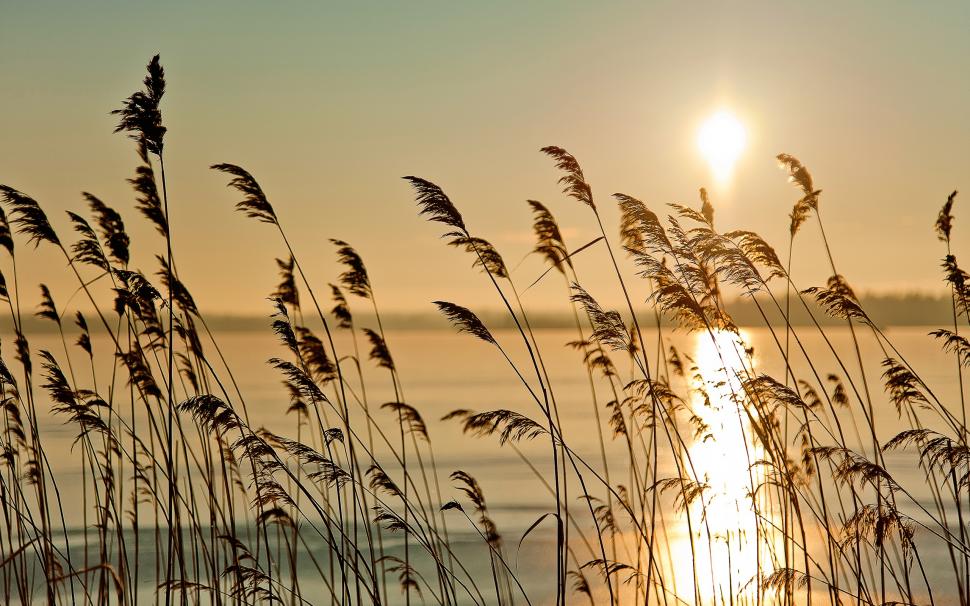 The early morning riparian sunrise scenery, reed, fog, river wallpaper,Early HD wallpaper,Morning HD wallpaper,Riparian HD wallpaper,Sunrise HD wallpaper,Scenery HD wallpaper,Reed HD wallpaper,Fog HD wallpaper,River HD wallpaper,2560x1600 wallpaper