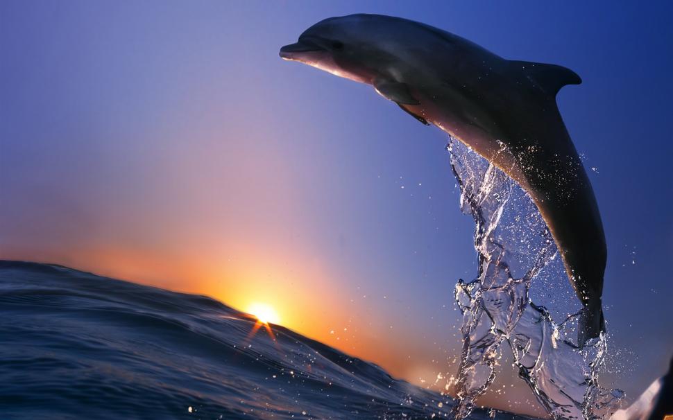 Dolphin jump, ocean, sea, spray, sunset wallpaper,Dolphin HD wallpaper,Jump HD wallpaper,Ocean HD wallpaper,Sea HD wallpaper,Spray HD wallpaper,Sunset HD wallpaper,2560x1600 wallpaper