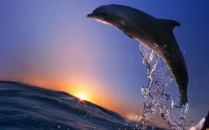 Dolphin jump, ocean, sea, spray, sunset wallpaper thumb