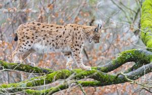 Lynx, cat, tree, branches, moss wallpaper thumb