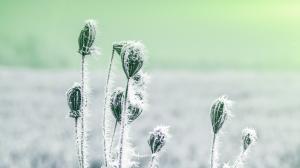 Frozen Plants wallpaper thumb