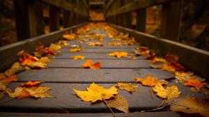 Autumn Leaves on a Bridge wallpaper thumb