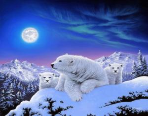 ?Dreams of Polar Bears? wallpaper thumb