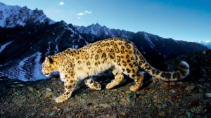 Prowling Snow Leopard wallpaper thumb