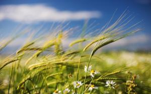 Summer wheat and wildflowers wallpaper thumb