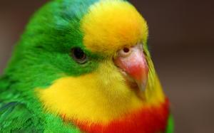 Cute parrot close-up, green yellow red feathers wallpaper thumb