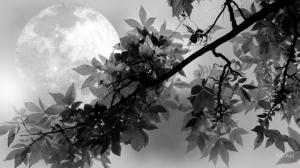 Full Moon Shines wallpaper thumb