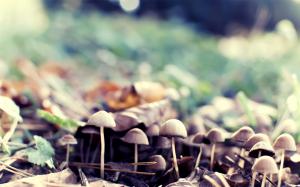 Mushrooms Macro Fungus HD wallpaper thumb