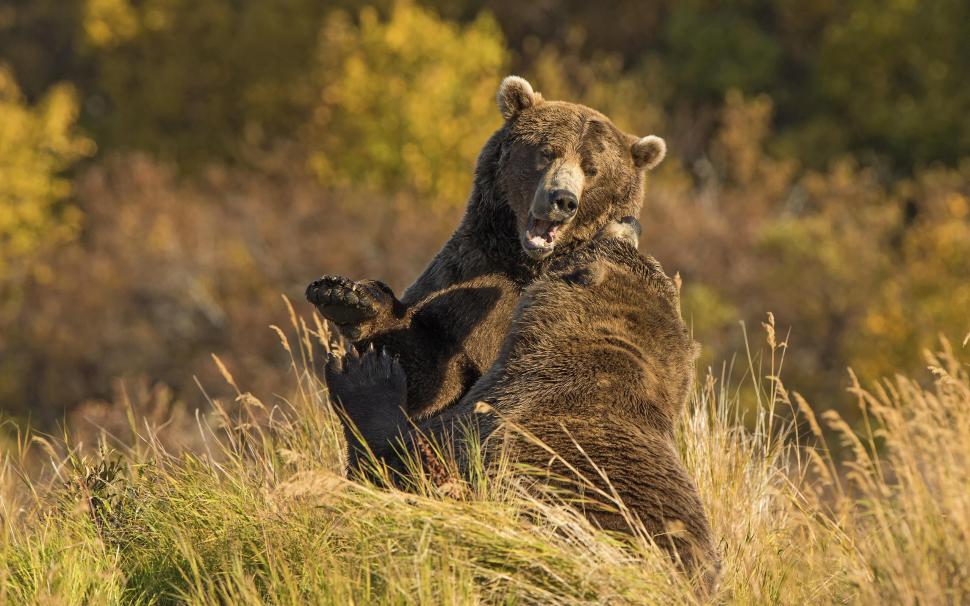 Bear Grizzly Bear Fight HD wallpaper,animals HD wallpaper,fight HD wallpaper,bear HD wallpaper,grizzly HD wallpaper,2560x1600 wallpaper