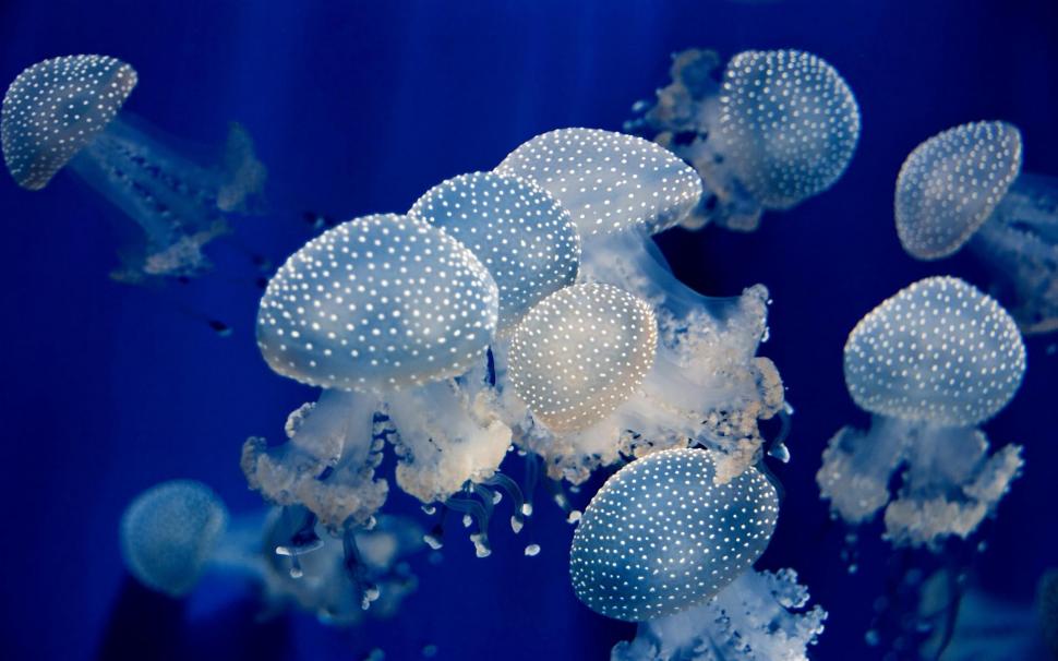 Underwater Jellyfish Ocean Sea Wide wallpaper,fishes HD wallpaper,jellyfish HD wallpaper,ocean HD wallpaper,underwater HD wallpaper,wide HD wallpaper,1920x1200 wallpaper