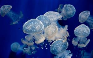 Underwater Jellyfish Ocean Sea Wide wallpaper thumb