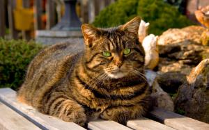 Cat of tabby, bench, sunshine wallpaper thumb