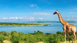 Giraffe at the Nile River side, Africa wallpaper thumb