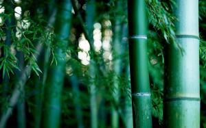 Bamboo Forest, Bokeh, Green, Nature wallpaper thumb