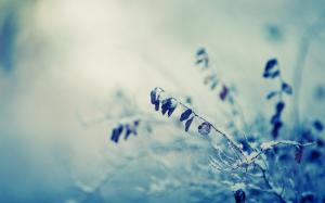 Snow Winter Warm Plant Macro Blur HD wallpaper thumb