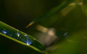 Leaves Water Drops Green Macro HD wallpaper thumb