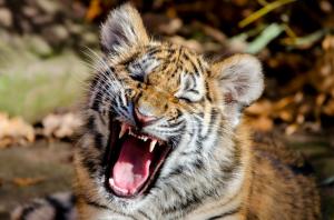 Amur tiger kitten wallpaper thumb