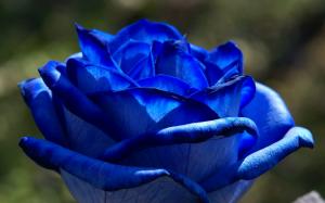 Blue Flowers, Rose, Macro, Beautiful wallpaper thumb