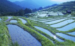 Rice Paddy Landscape HD wallpaper thumb
