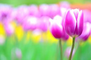 flowerbed, flowersf, tulips wallpaper thumb