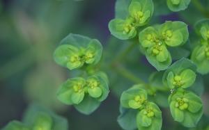 Green Water Drops Plant Macro HD wallpaper thumb