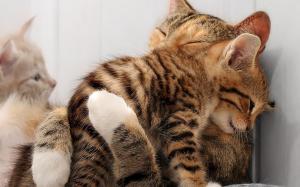 Cats Cat Kittens Kitten Hug HD wallpaper thumb
