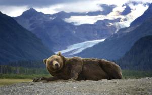Bear, grizzly, mountains, Alaska wallpaper thumb