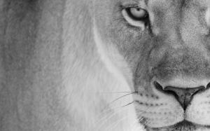 Lion close-up wallpaper thumb