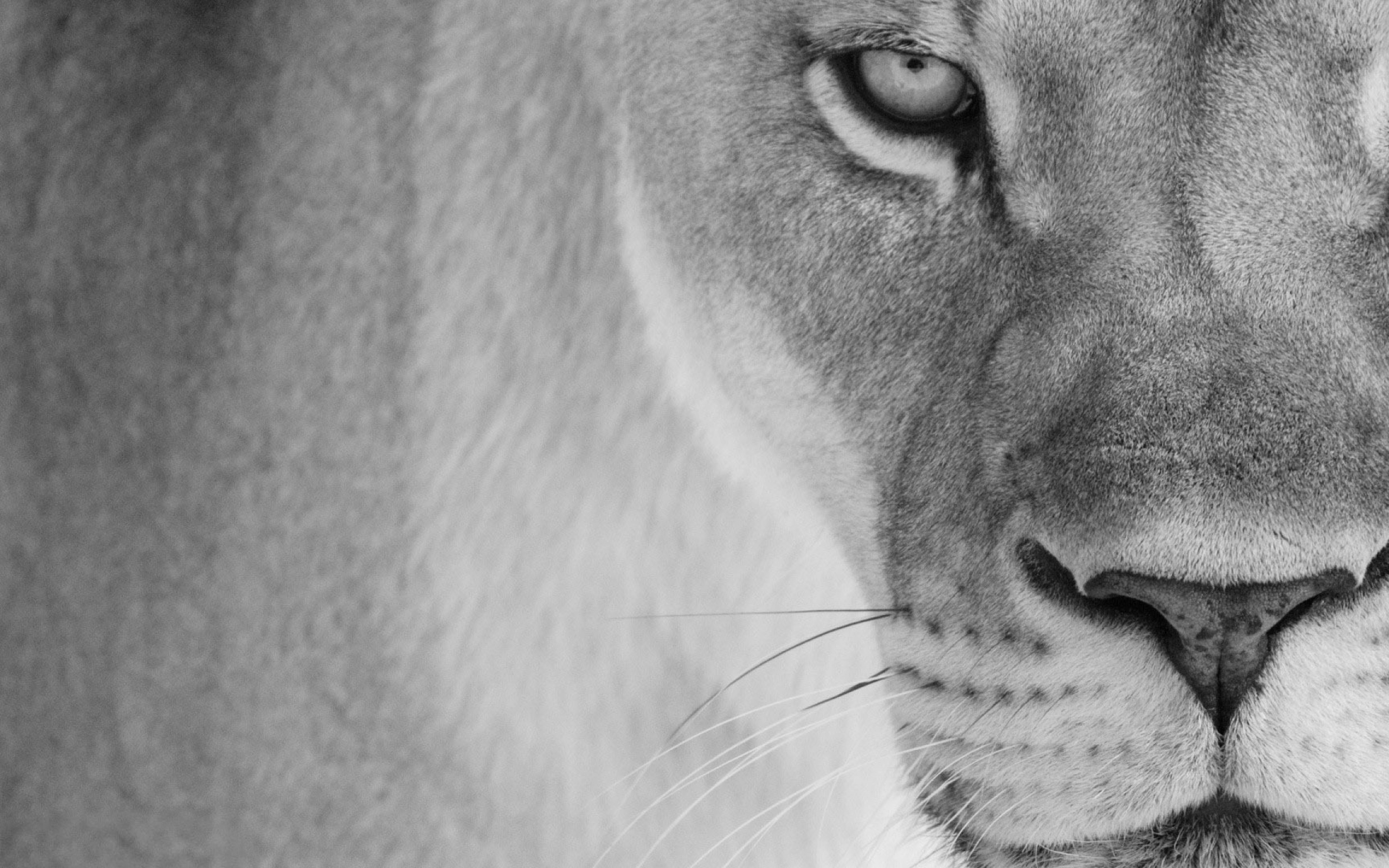 Download wallpaper for 1366x768 resolution | Lion close-up | animals |  Wallpaper Better