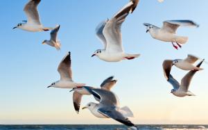 Seagulls wallpaper thumb